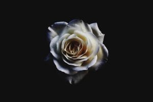 Eine weiße Rose auf schwarzem Hintergrund.