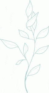 Eine Pflanze mit Blättern auf weißem Hintergrund.