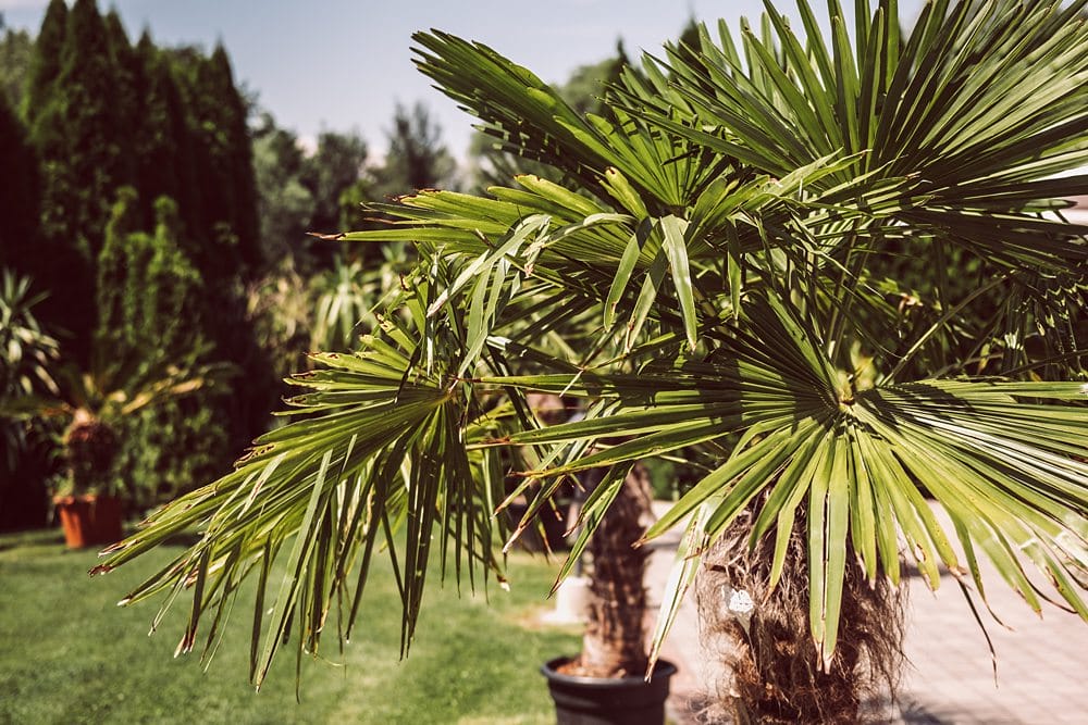 Eine Palme in einem Topf in einem Garten.