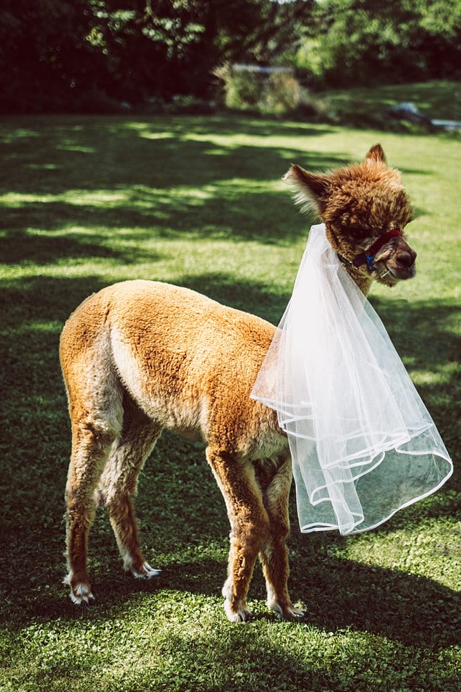 Ein Lama, das einen Hochzeitsschleier trägt.