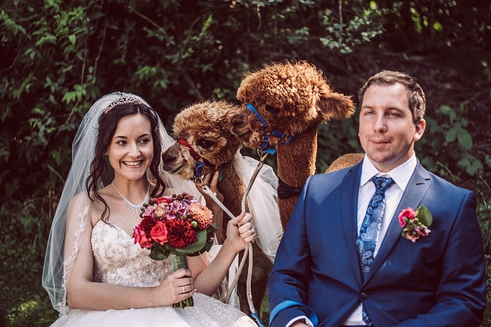 Eine Braut und ein Bräutigam posieren mit Lamas.